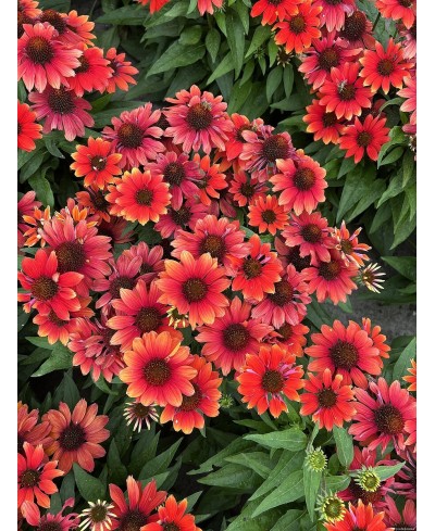 Jeżówka ‘Pearl Red Imp.’ Echinacea