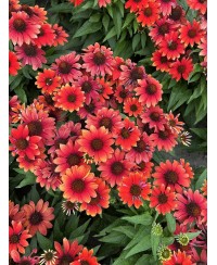 Jeżówka ‘Pearl Red Imp.’ Echinacea