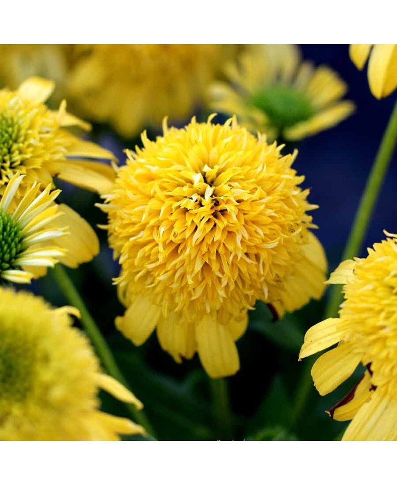 Jeżówka 'Sunny Days Lemon'  Echinacea