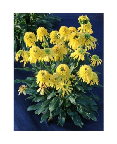 Jeżówka 'Sunny Days Lemon'  Echinacea