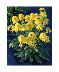 Jeżówka 'Sunny Days Lemon'  Echinacea