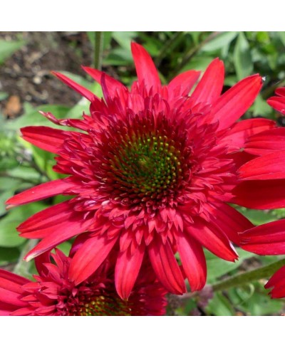 Jeżówka 'Sunny Days Ruby' Echinacea