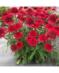 Jeżówka 'Sunny Days Ruby' Echinacea