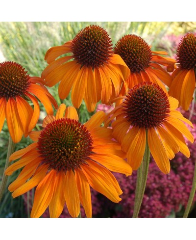 Jeżówka 'Tiki Torch' Echinacea
