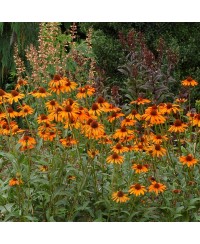 Jeżówka 'Tiki Torch' Echinacea