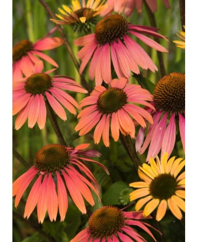 Jeżówka 'Summer Cocktail'  Echinacea