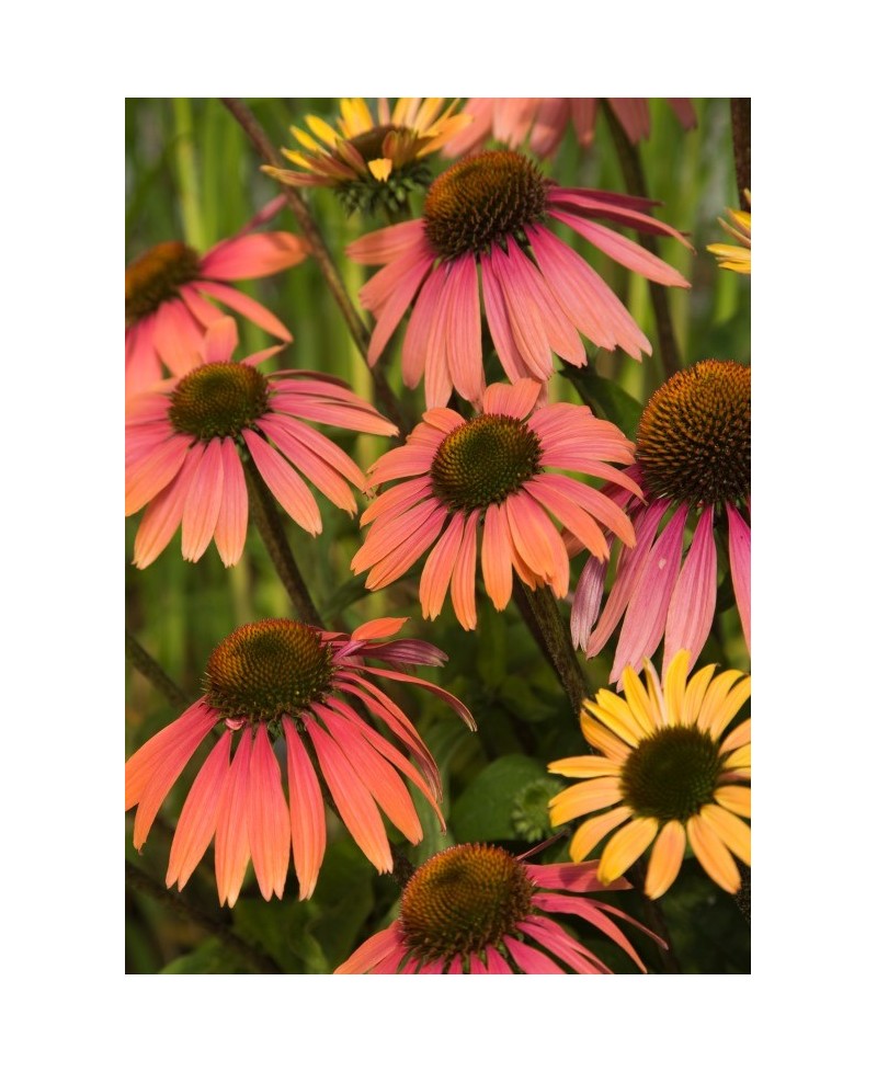 Jeżówka 'Summer Cocktail'  Echinacea