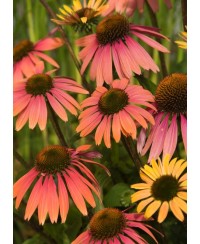 Jeżówka 'Summer Cocktail'  Echinacea