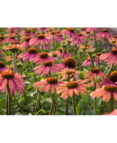 Jeżówka 'Summer Cocktail'  Echinacea