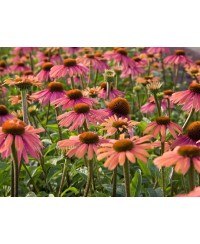 Jeżówka 'Summer Cocktail'  Echinacea