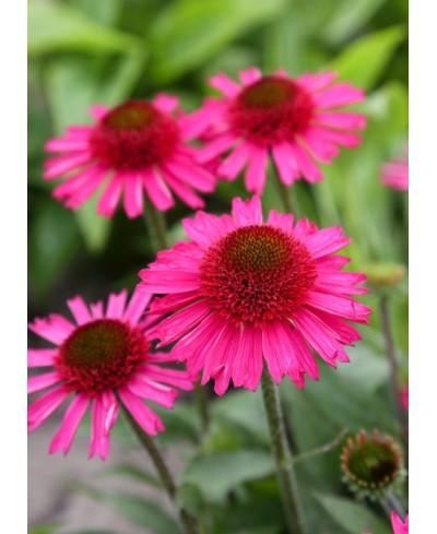 Jeżówka 'Delicious Candy' Echinacea