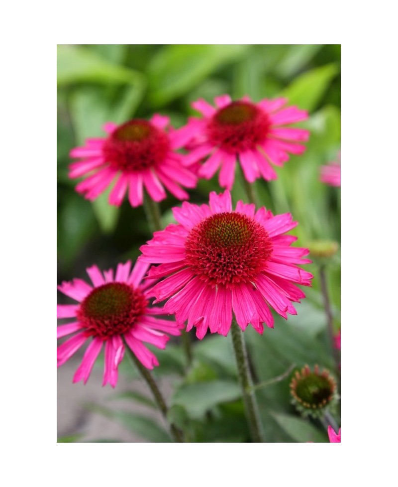 Jeżówka 'Delicious Candy' Echinacea