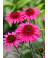 Jeżówka 'Delicious Candy' Echinacea