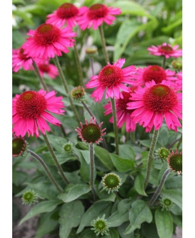 Jeżówka 'Delicious Candy' Echinacea