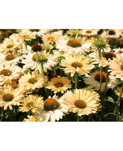 Jeżówka 'Sensation Mango'  Echinacea