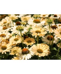 Jeżówka 'Sensation Mango'  Echinacea