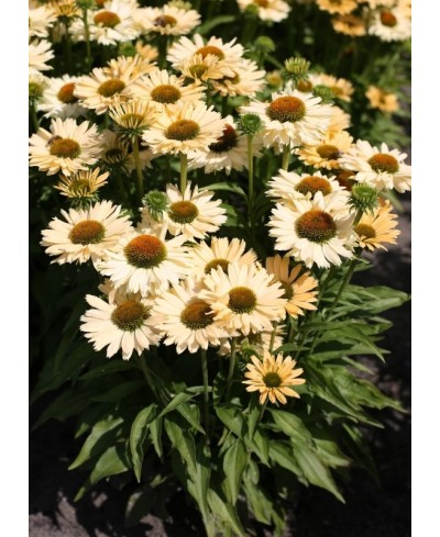 Jeżówka 'Sensation Mango'  Echinacea