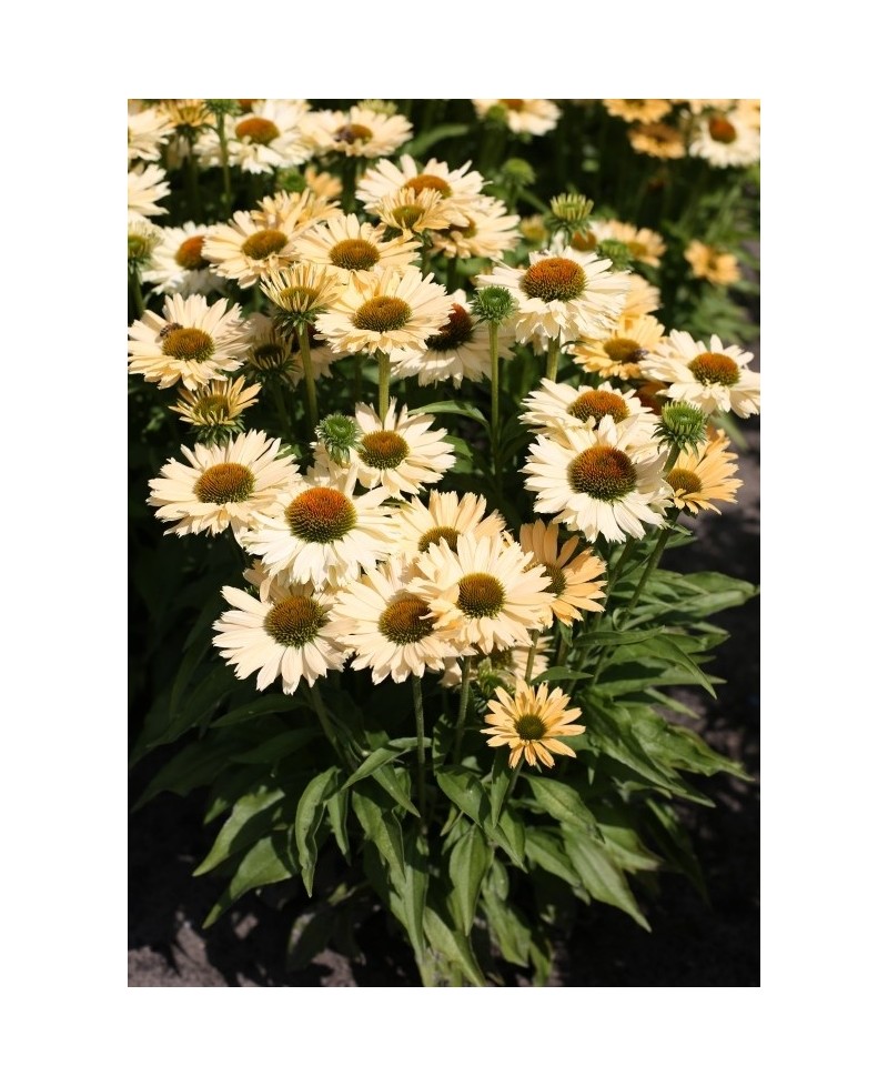 Jeżówka 'Sensation Mango'  Echinacea