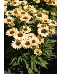 Jeżówka 'Sensation Mango'  Echinacea