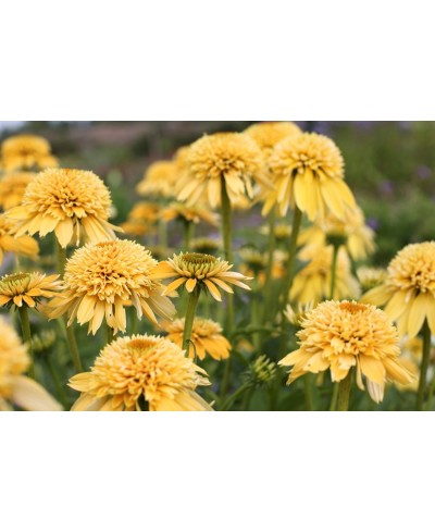 Jeżówka 'Eccentric Yellow'  Echinacea