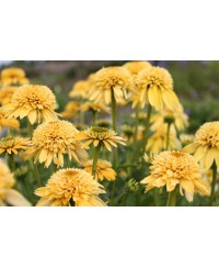 Jeżówka 'Eccentric Yellow'  Echinacea