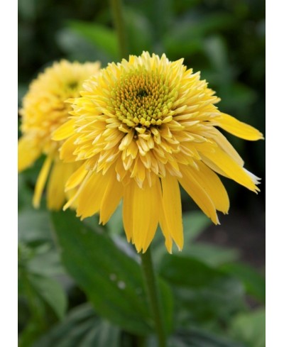 Jeżówka 'Eccentric Yellow'  Echinacea