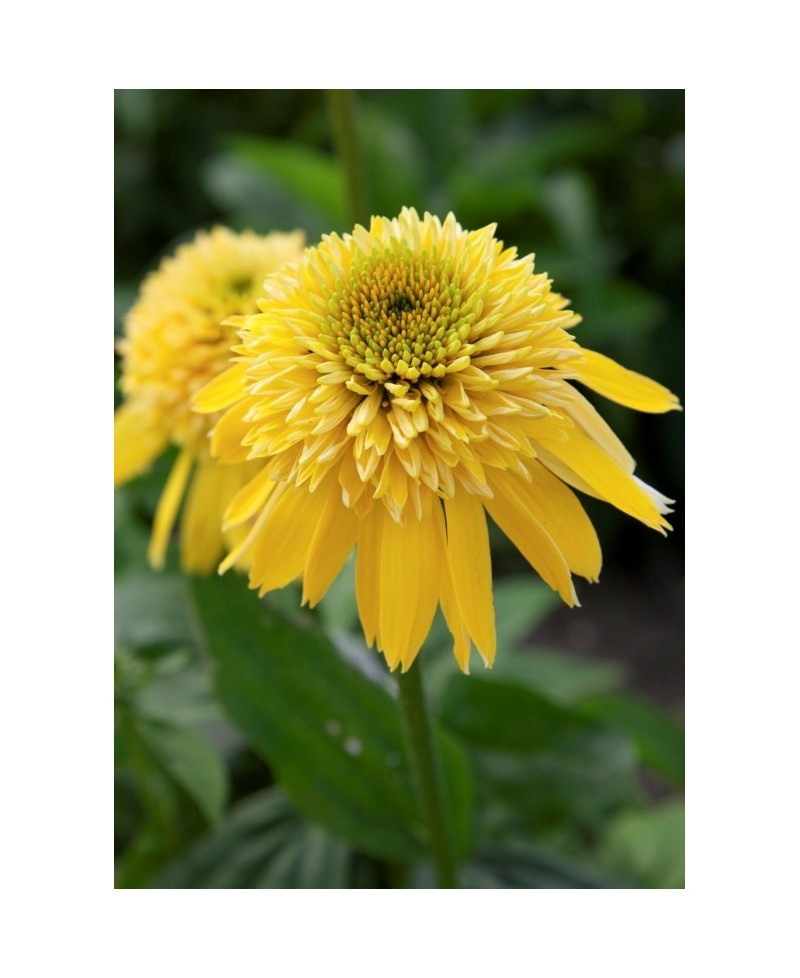 Jeżówka 'Eccentric Yellow'  Echinacea