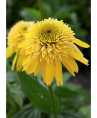 Jeżówka 'Eccentric Yellow'  Echinacea