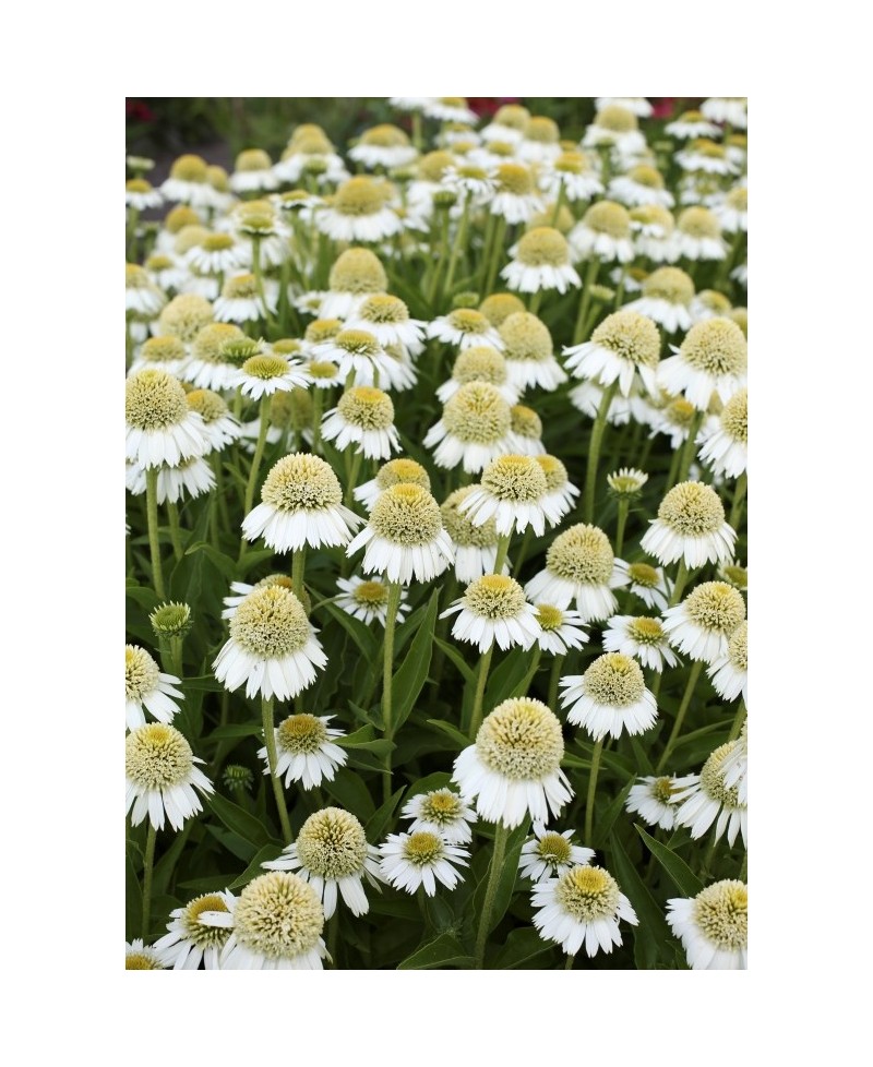 Jeżówka 'Delicious Ice'  Echinacea
