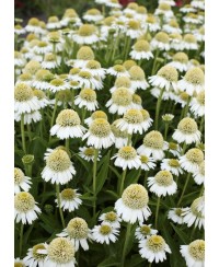 Jeżówka 'Delicious Ice'  Echinacea
