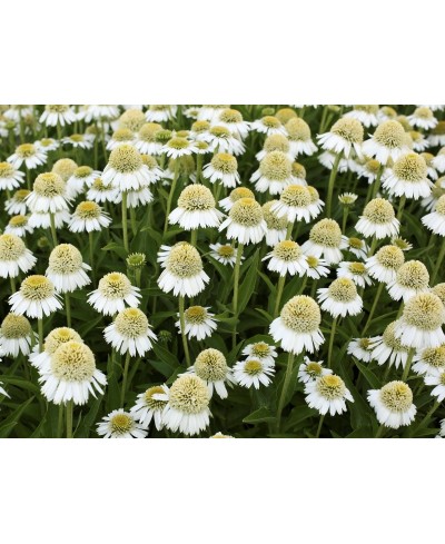 Jeżówka 'Delicious Ice'  Echinacea