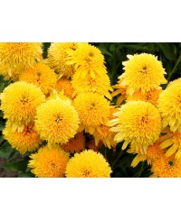 Jeżówka 'Cara Mia Yellow' Echinacea