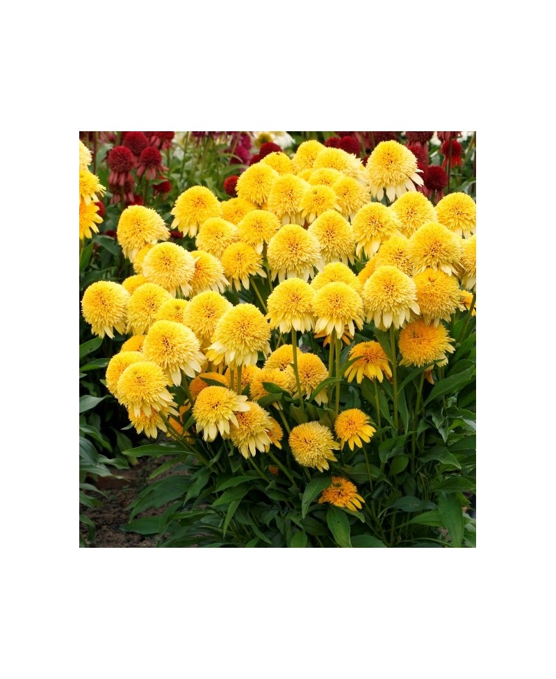 Jeżówka 'Cara Mia Yellow' Echinacea