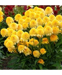 Jeżówka 'Cara Mia Yellow' Echinacea