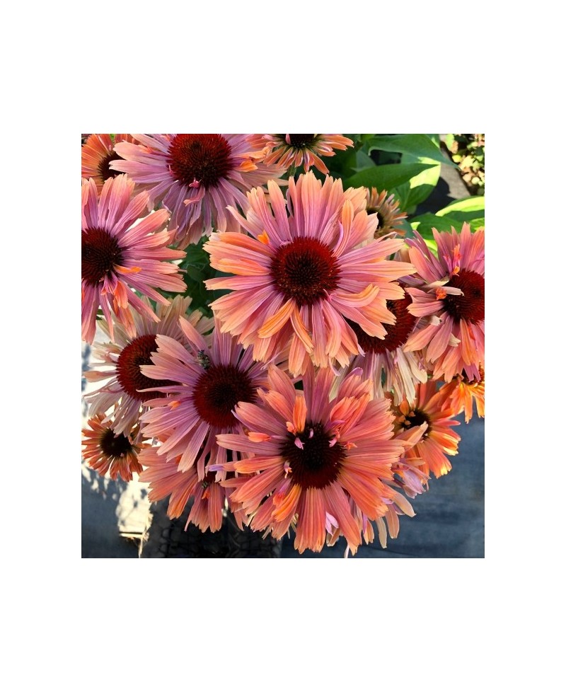 Jeżówka 'Fresco Apricot' – Morelowe Pompony | Lavender-Byliny