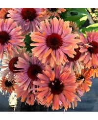 Jeżówka 'Fresco Apricot' – Morelowe Pompony | Lavender-Byliny