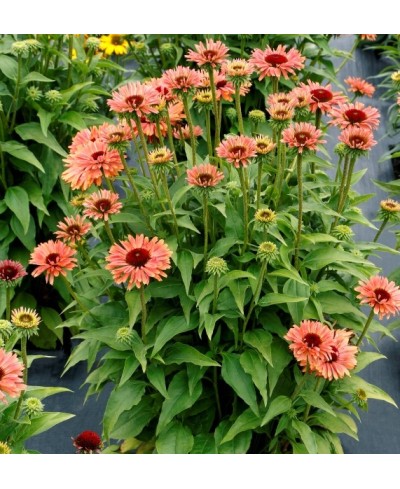 Jeżówka 'Fresco Apricot' – Morelowe Pompony | Lavender-Byliny