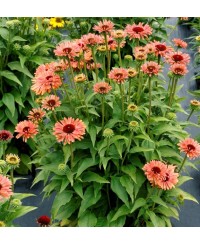 Jeżówka 'Fresco Apricot' – Morelowe Pompony | Lavender-Byliny