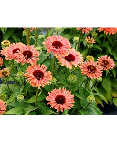 Jeżówka 'Fresco Apricot' – Morelowe Pompony | Lavender-Byliny