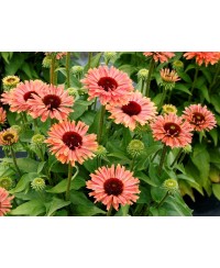 Jeżówka 'Fresco Apricot' – Morelowe Pompony | Lavender-Byliny