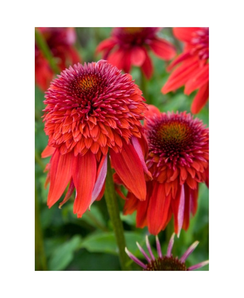 Jeżówka 'Eccentric' Echinacea
