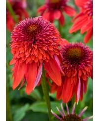 Jeżówka 'Eccentric' Echinacea