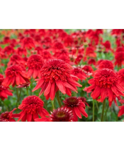 Jeżówka 'Eccentric' Echinacea