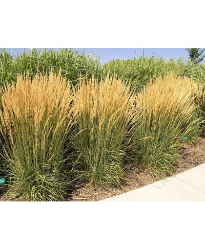 Trzcinnik ostrokwiatowy 'Karl Foerster' Calamagrostis x acutiflora