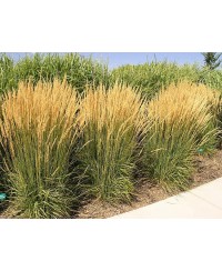 Trzcinnik ostrokwiatowy 'Karl Foerster' Calamagrostis x acutiflora