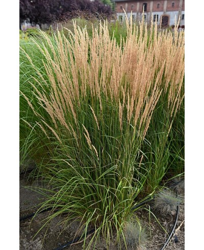 Trzcinnik ostrokwiatowy 'Karl Foerster' Calamagrostis x acutiflora
