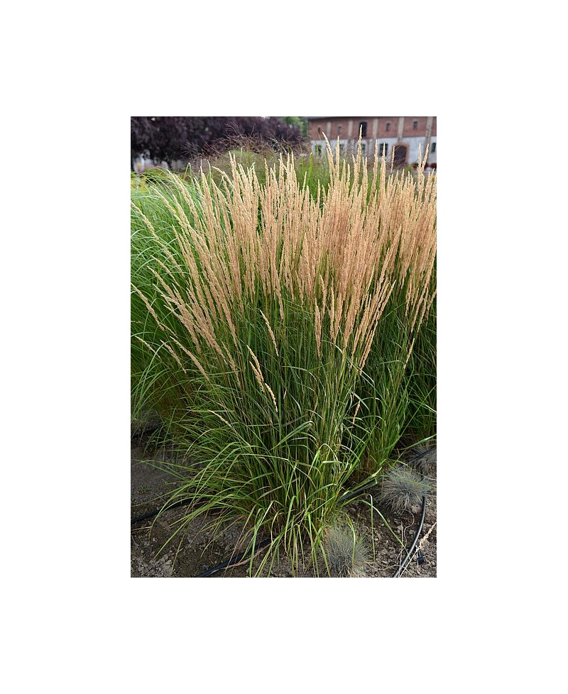 Trzcinnik ostrokwiatowy 'Karl Foerster' Calamagrostis x acutiflora