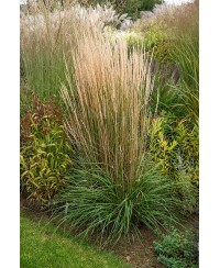 Trzcinnik ostrokwiatowy 'Karl Foerster' Calamagrostis x acutiflora