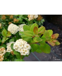 Tawuła brzozolistna 'Tor' Spiraea betulifolia