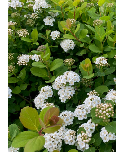 Tawuła brzozolistna 'Tor' Spiraea betulifolia
